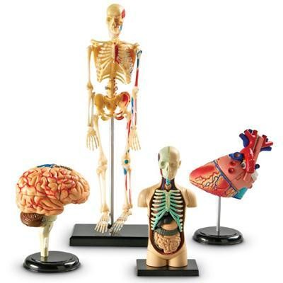 Anatomy Models Bundle Set
