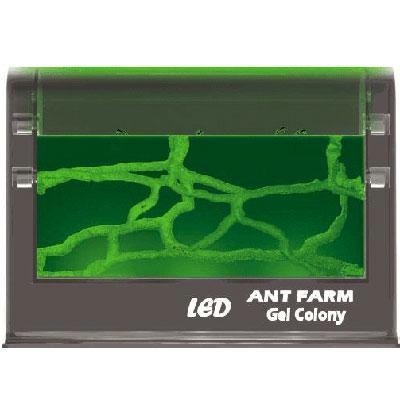 Illuminated Ant Farm